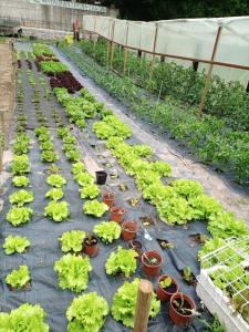A garden outside Casa Cuevas