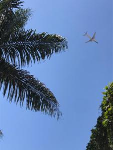 a plane flying in the sky above a palm tree at Cool clima in Olivos