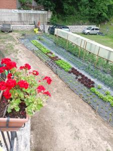 A garden outside Casa Cuevas