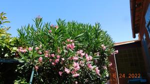 a tree with pink flowers in front of a building at la garrigue in Villeneuve-lès-Avignon