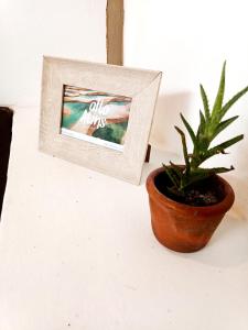 a picture and a potted plant on a table at Alto Amor in Atins