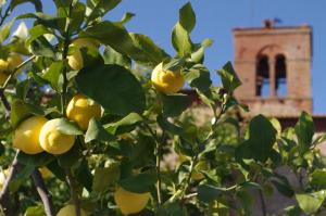 Monastero Sant'Anna in Camprena外面的花园