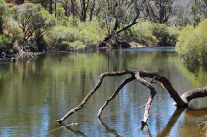 un ramo di albero in mezzo a un fiume di Beyonderup Falls Adult Retreat a Nannup