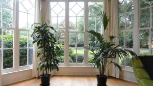 two plants in a room with large windows at The Old Rectory Apartment in Milton Keynes