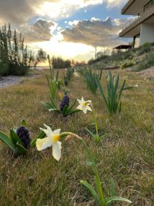 Fotografie z fotogalerie ubytování Monte Piccolo B&B v destinaci Buje