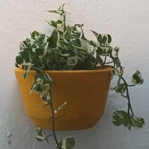 a plant in a pot hanging on a wall at Girasoles Tolu in Santiago