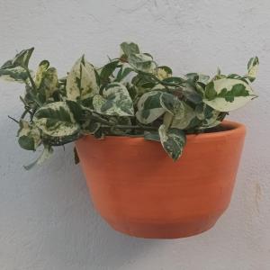 a plant in a pot hanging on a wall at Girasoles Tolu in Santiago