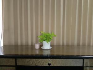 a plant in a white vase on a table at Doodle Lodge Bangkok in Bangkok