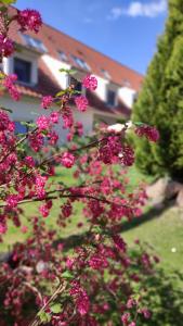a tree with pink flowers in front of a house at Schlossparkhotel Sallgast in Sallgast