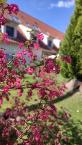 einen Baum mit rosa Blumen vor einem Haus in der Unterkunft Schlossparkhotel Sallgast in Sallgast