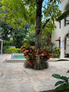 a tree in front of a pool with plants at Casa Valladolid Boutique Hotel in Valladolid