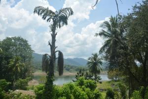 a view from the jungle of a river and palm trees at Oruthota Chalets in Kandy