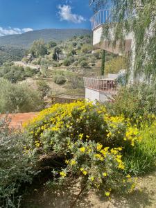 a field of yellow flowers in front of a building at Ses Terrasses in Cadaqués