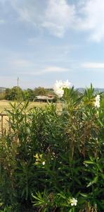a bush with white flowers in a field at Agricampeggio Oro Verde in Verona