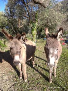 two donkeys standing next to each other in a field at Agriturismo LE CASE ROTTE in Balestrino