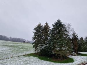 a group of trees in a field with snow at Ferienwohnung Arnsberger Wald in Möhnesee