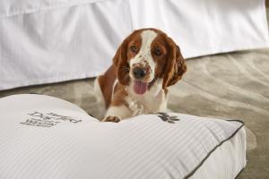 a brown and white dog sitting next to a bed at The Westin Calgary in Calgary