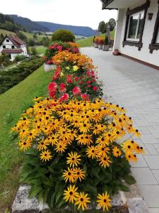 Zahrada ubytování Pension Sohlhof