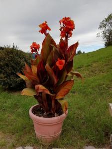 Zahrada ubytování Pension Sohlhof