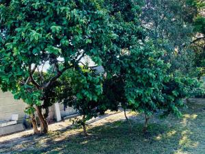 a group of trees in front of a building at Le Lieu Accommodation in Cape Town