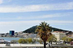 eine Palme auf einem Strand in der Unterkunft Spalato in Split