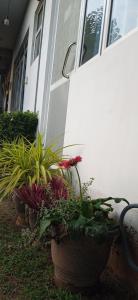 Κήπος έξω από το top sea view guest