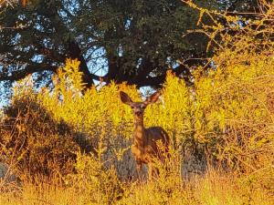 a deer standing in a field of tall grass at Whispering Creek Resort at Yosemite Forks in Oakhurst