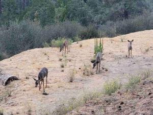 a group of gazelles standing on a hill at Whispering Creek Resort at Yosemite Forks in Oakhurst