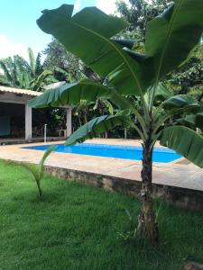a banana tree in the grass next to a pool at Pousada Vereda das Aguas in Ponte Alta do Norte