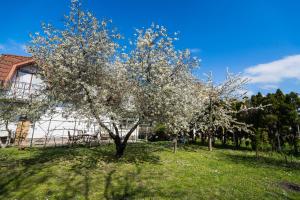 a tree with white flowers in a yard at Squash Apartments & Studios in Siófok