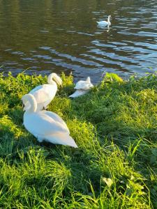 a group of white swans on the grass near the water at Ferienwohnungen am Moselbeach in Mehring