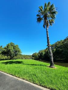 a palm tree in a field of grass with a road at Surfrider Caravan Park in Barrack Point