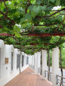 a corridor of a white building with green trees at Port Wine Guesthouse in Calitzdorp