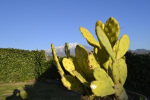 a green and yellow cactus in front of a hedge at Good Morning Etna in Bronte