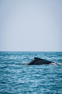 uma baleia jubarte a nadar na água em Liquid Dive Adventures em Praia do Tofo