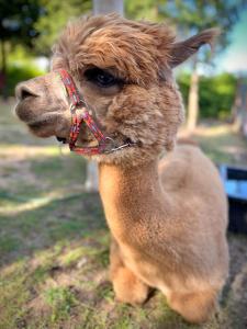 un primer plano de una alpaca marrón en Agroturystyka z Alpakami Mazury, en Mrągowo