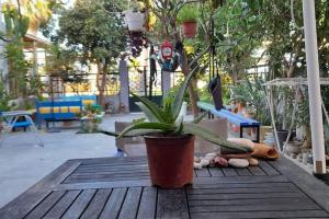 A garden outside Amethyst