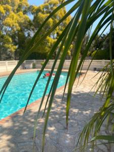 a palm tree in front of a swimming pool at Twin Room in Hillside - 2087 in Bulawayo