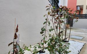 Fotografie z fotogalerie ubytování PIERI HOUSE CORFU v destinaci Ipsos