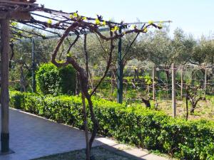 A garden outside Il Vigneto "Cottage"