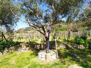 A garden outside Il Vigneto "Cottage"