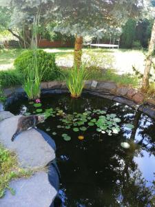 a cat laying on a rock next to a pond at villa in Nowa Ruda