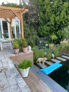 a dog standing next to a pond in a garden at B&B Bakenberg in Arnhem +9 photos