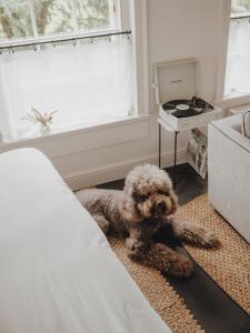 un cane seduto sul pavimento accanto a un letto di No 15 by GuestHouse, Bath a Bath