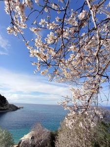 a branch of a tree with a view of the ocean at Ostria in Agios Nikitas