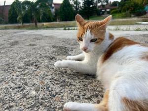 Domácí mazlíčci ubytovaní s hosty v ubytování Hacienda La Pola