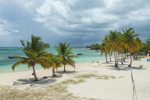 a group of palm trees on a beach with the ocean at Résidence KAYA, Marie-Galante in Grand-Bourg