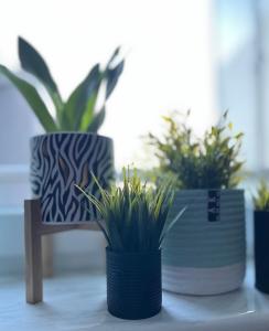 Fotografia z galérie ubytovania Apartament Miętowa Zebra v destinácii Olsztyn