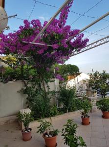 een groep planten met paarse bloemen op een balkon bij Apartman Nikolić 2 in Makarska