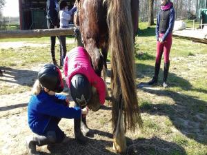 Hosté ubytování Reiterhof - Welsh Cob Gestüt